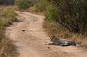 104 Zuid-Afrika, Sabi Sand Game Reserve